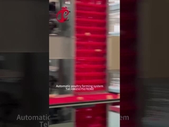 स्वत: परत अंडा संग्रह कुक्कुट फार्म गुलाब के लिए एक प्रकार चिकन पिंजरे