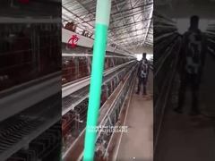 पोल्ट्री चिकन फार्म डोरिस के लिए ए या एच टाइप 3 या 4 टियर चिकन बैटरी केज