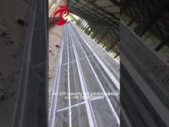 अर्ध स्वचालित पोल्ट्री लेयर पिंजरे 15000 पक्षी मैनुअल पोल्ट्री पिंजरे नाइजीरिया में आइरिस