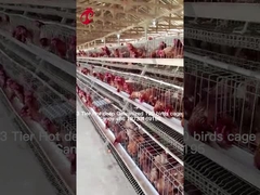 परत खेती 2 स्तर बैटरी पिंजरे का उपयोग करें पोल्ट्री हाउस गर्म डुबकी गैल्वेनाइज्ड रेत