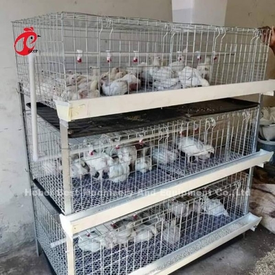 ए और एच प्रकार ब्रोइलर बैटरी चिकन पिंजरे 45 दिनों के लिए ब्रोइलर एमिली