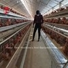 110 किलोग्राम चिकन बैटरी केज 450 सेमी2 क्षेत्र/पक्षी एडेला