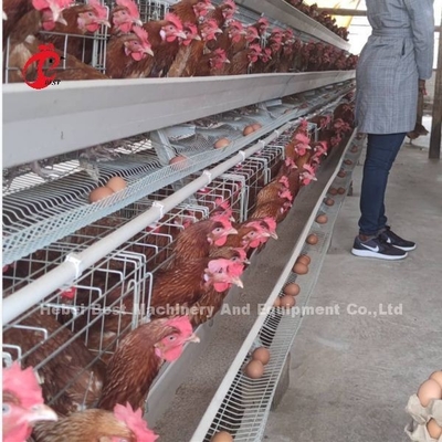 बैटरी स्वचालित एच प्रकार पोल्ट्री पिंजरे प्रणाली गर्म बिक्री 240Birds गुलाब