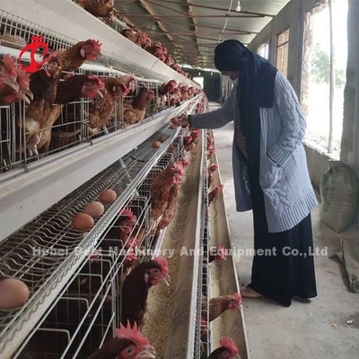 मैनुअल ए फ्रेम लेयर बैटरी केज सिस्टम सेमी ऑटोमैटिक एमिली