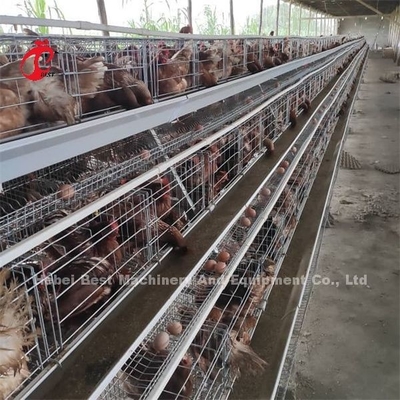 नाइजीरिया एमिली में दक्षता परत बैटरी केज मूल्य