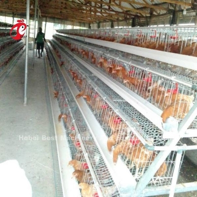 10000 लेयर्स चिकन लेयर बैटरी केज सेमी ऑटोमैटिक सेव स्पेस Adela