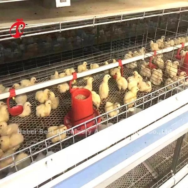 चिकन फार्म डोरिस में 96 पक्षी ए टाइप 1-12 सप्ताह चिकी ब्रूडर केज
