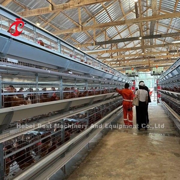 3/4/5/6/7/8 स्वचालित फीडर के साथ टायर्स पोल्ट्री लेयर केज सिस्टम