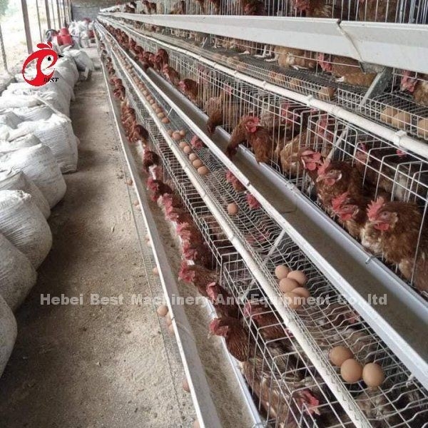 स्वचालित भोजन प्रणाली पोल्ट्री चिकन बैटरी परत पिंजरे ए प्रकार एडा