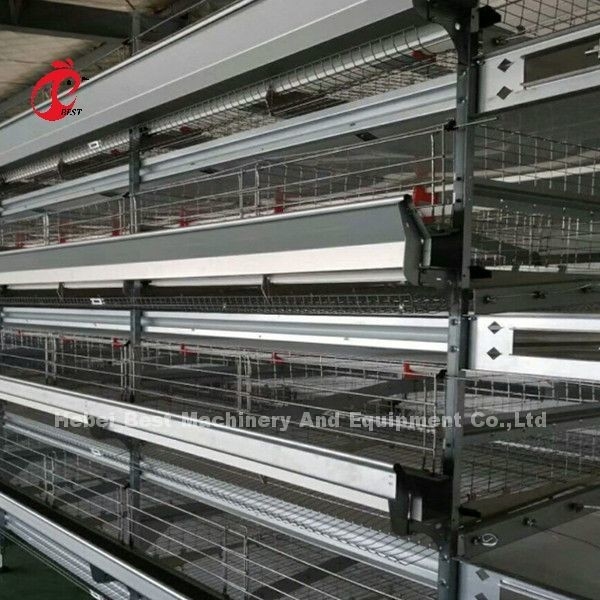 बैटरी स्वचालित एच प्रकार पोल्ट्री पिंजरे प्रणाली गर्म बिक्री 240Birds गुलाब