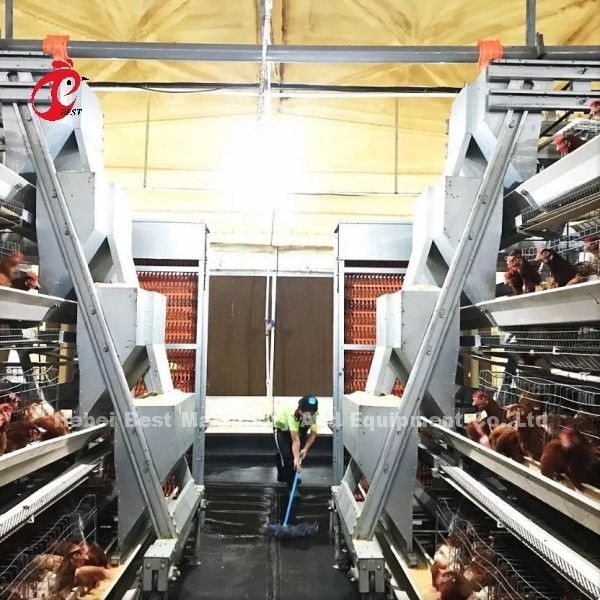 बड़े फार्म के लिए एक प्रकार की परत चिकन बैटरी केज पूर्ण स्वचालित Adela