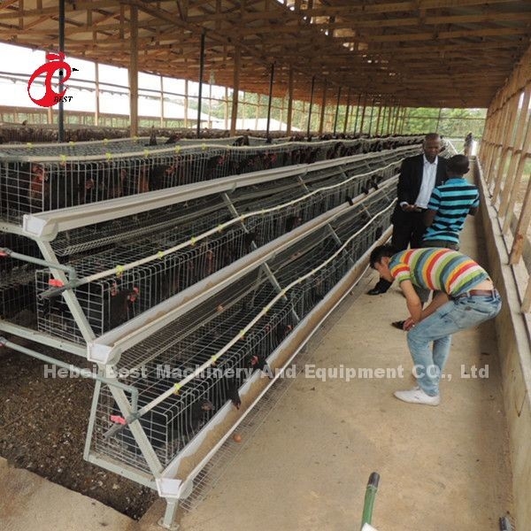 ए टाइप 3 टियर लेयर चिकन बैटरी केज 120 बर्ड्स 450cm2 स्टार